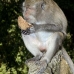 monkey_macaque_balinese_mf_ubud_v_0510_bal0512.jpg